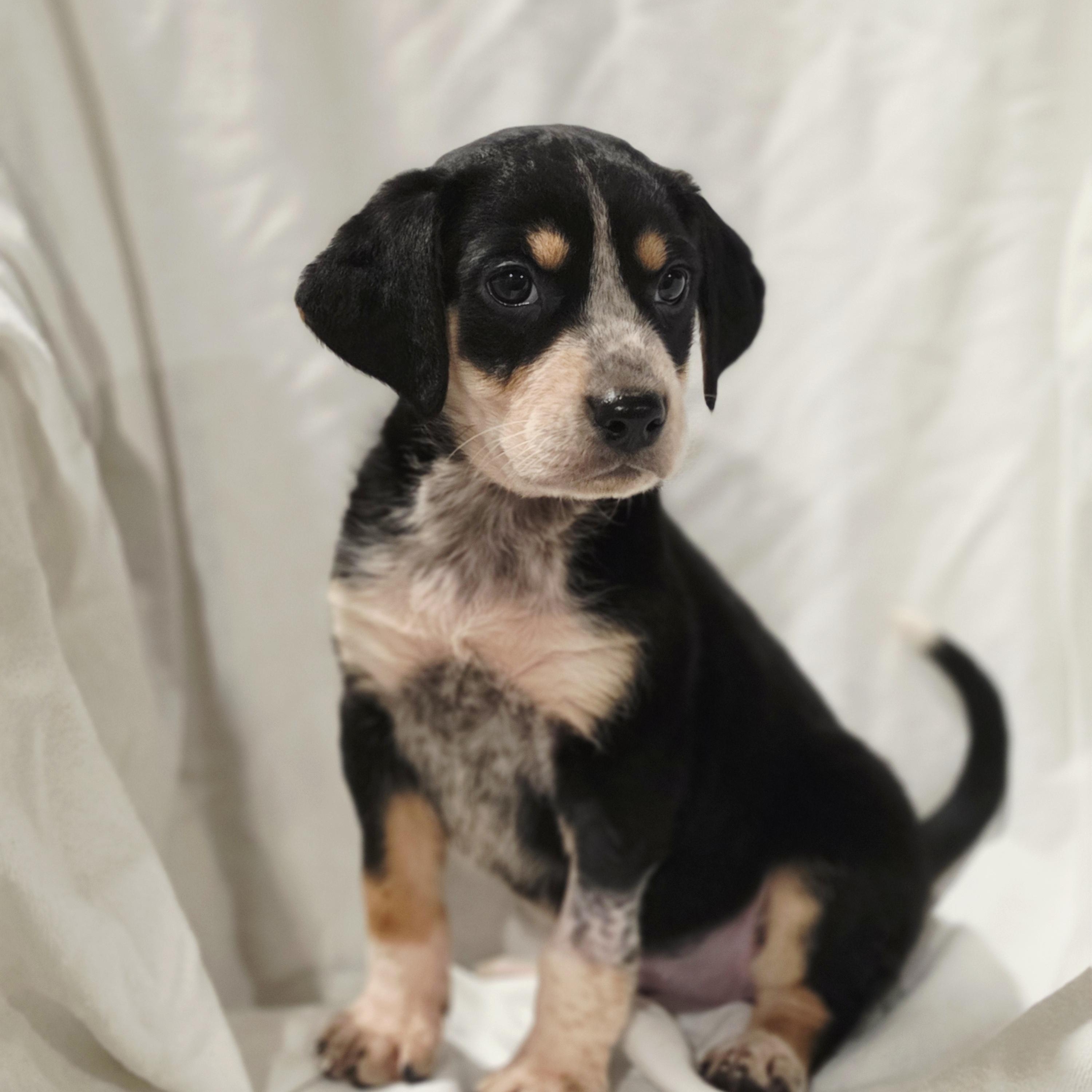 Enlarge Zelda, a Adoptable mixed breed in Blairstown, NJ image 1/6