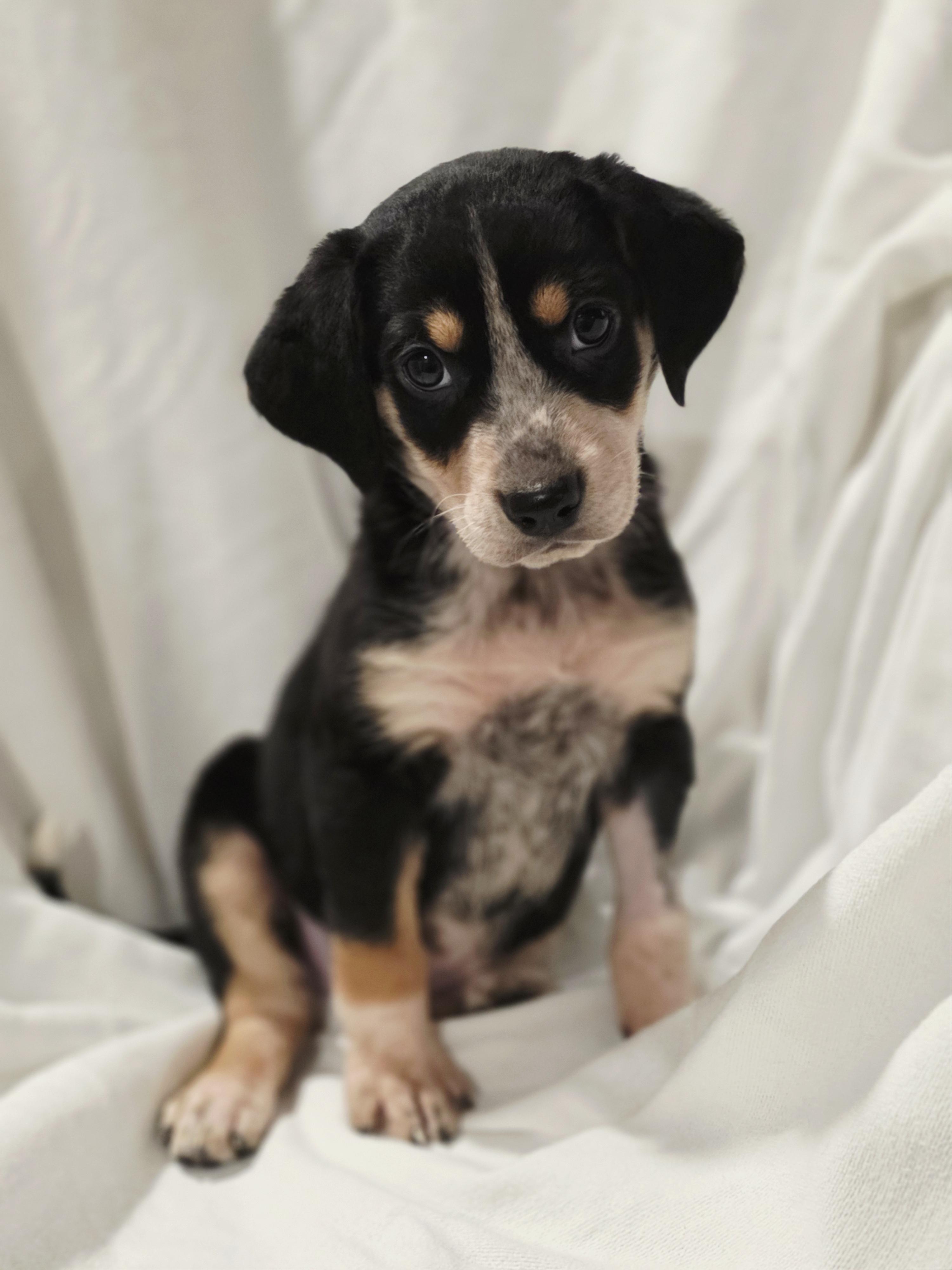 Enlarge Zelda, a Adoptable mixed breed in Blairstown, NJ image 5/6