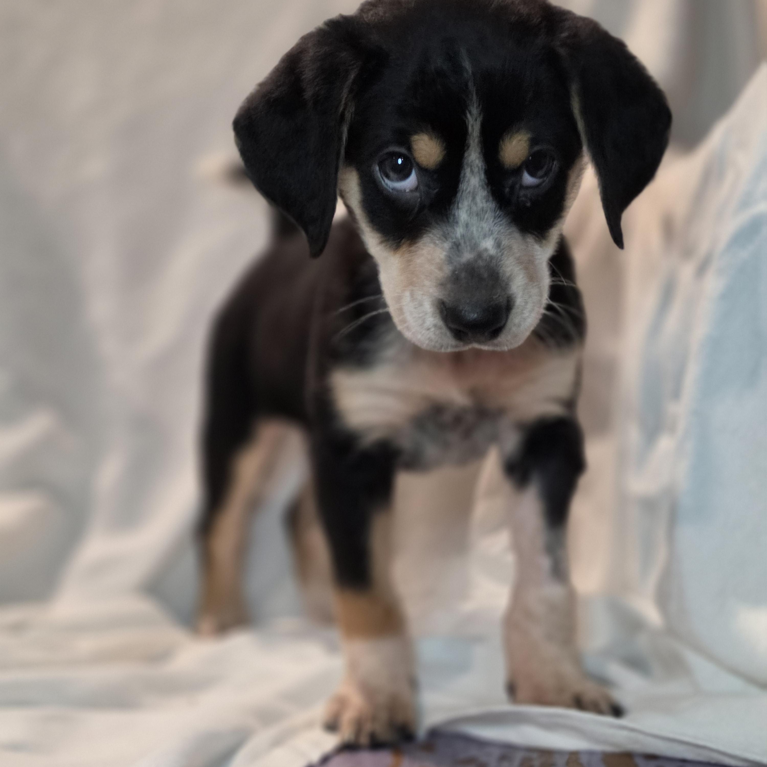 Enlarge Zelda, a Adoptable mixed breed in Blairstown, NJ image 2/6