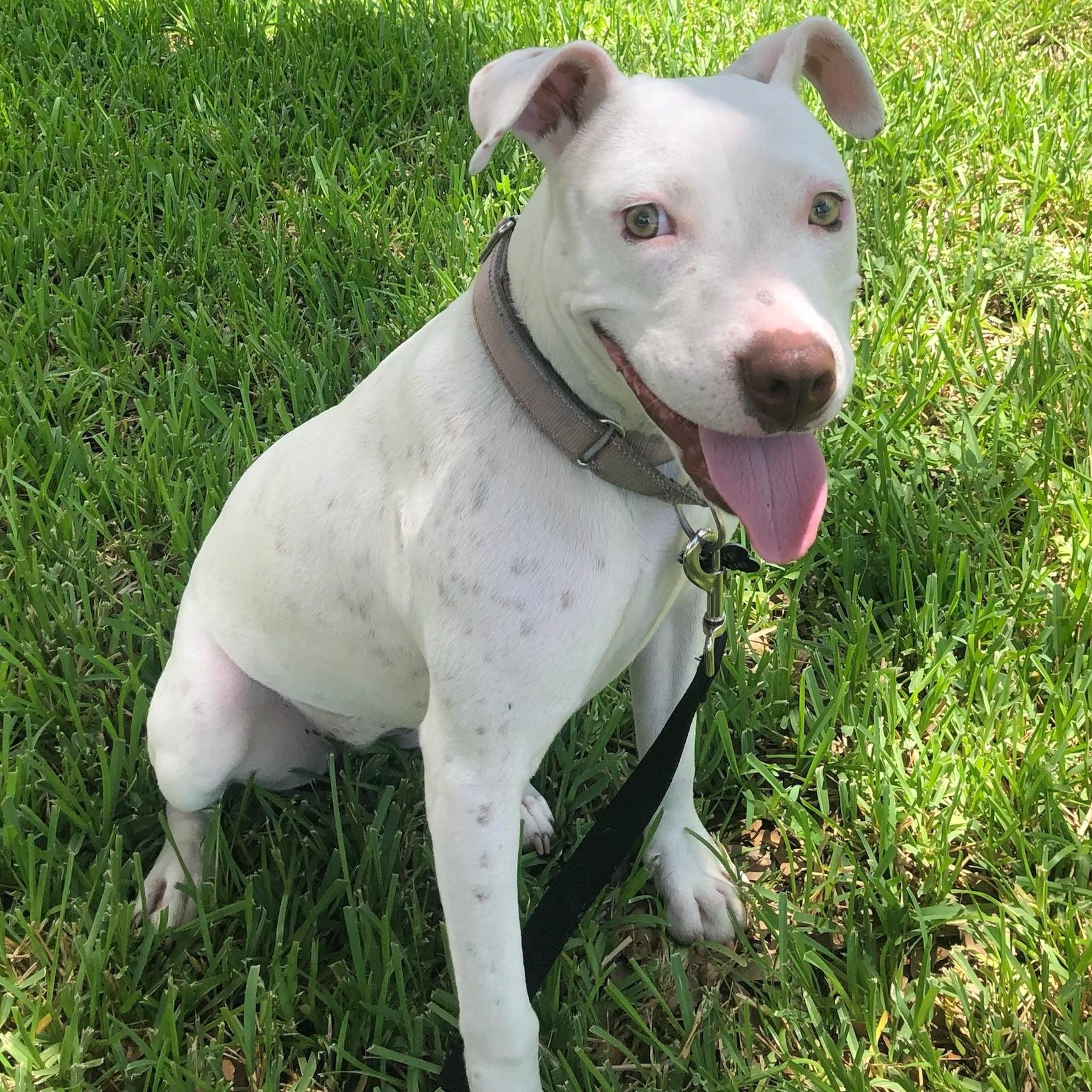 Pippa, Baby Female American Staffordshire Terrier