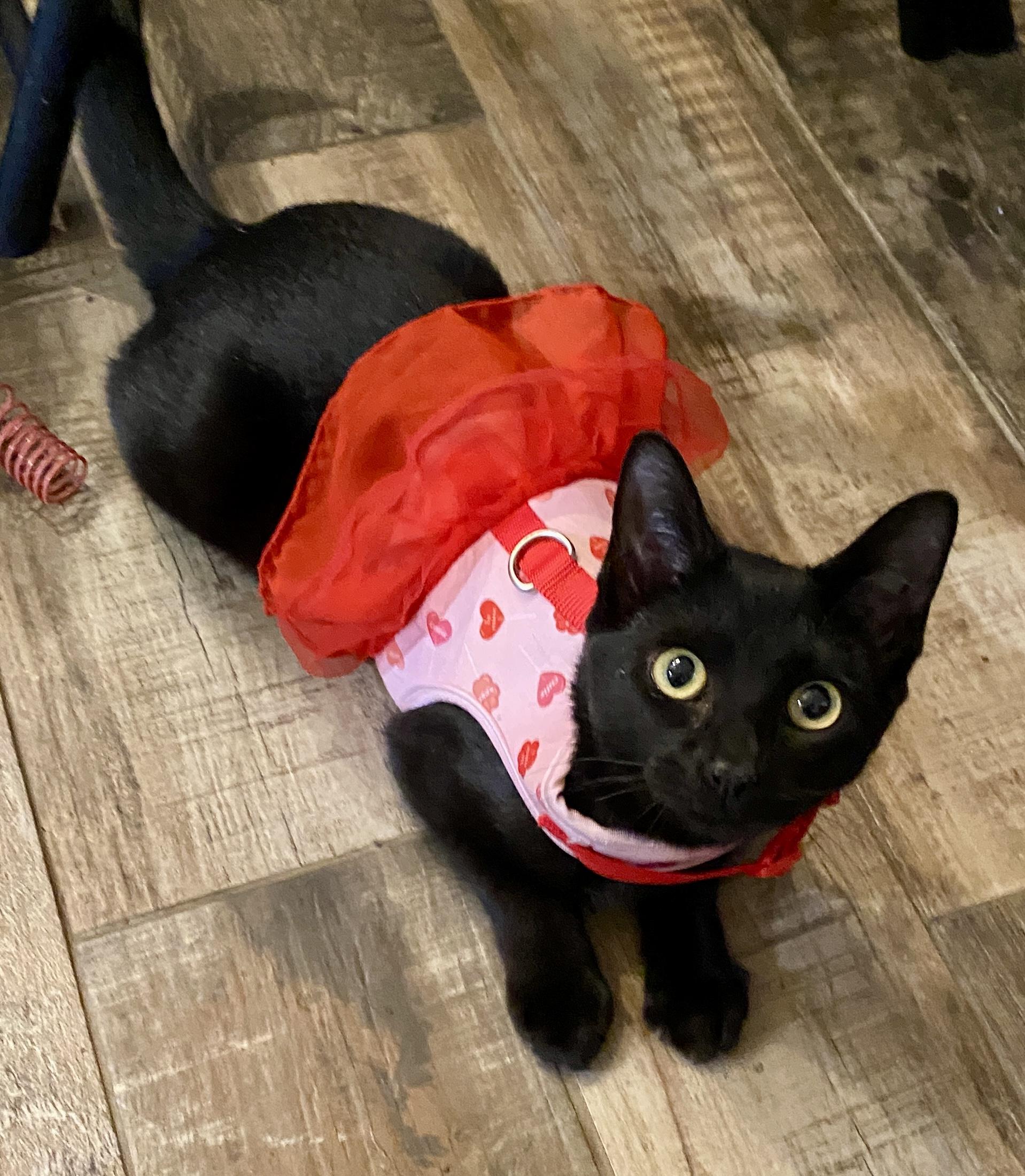 Tiny Beans, ADOPTABLE, Kitten Female Domestic Short Hair.