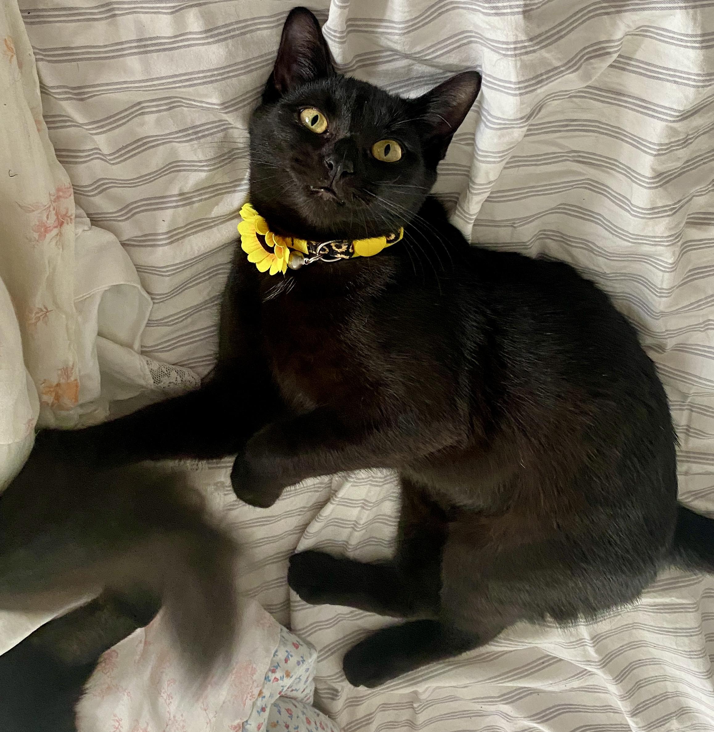 Enlarge Tiny Beans, a ADOPTABLE mixed breed in Red Bank, NJ image 3/5