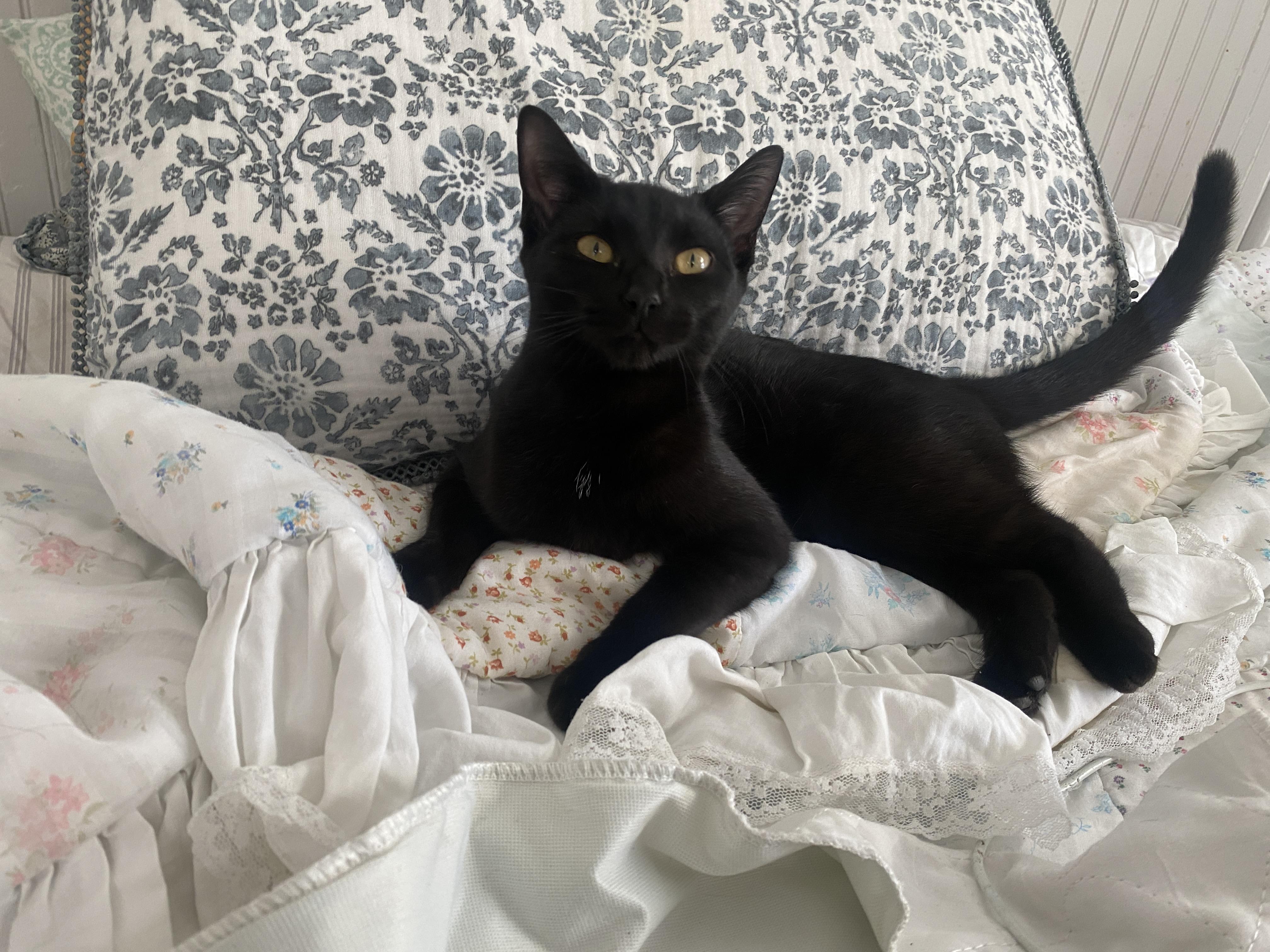 Enlarge Tiny Beans, a ADOPTABLE mixed breed in Red Bank, NJ image 4/5