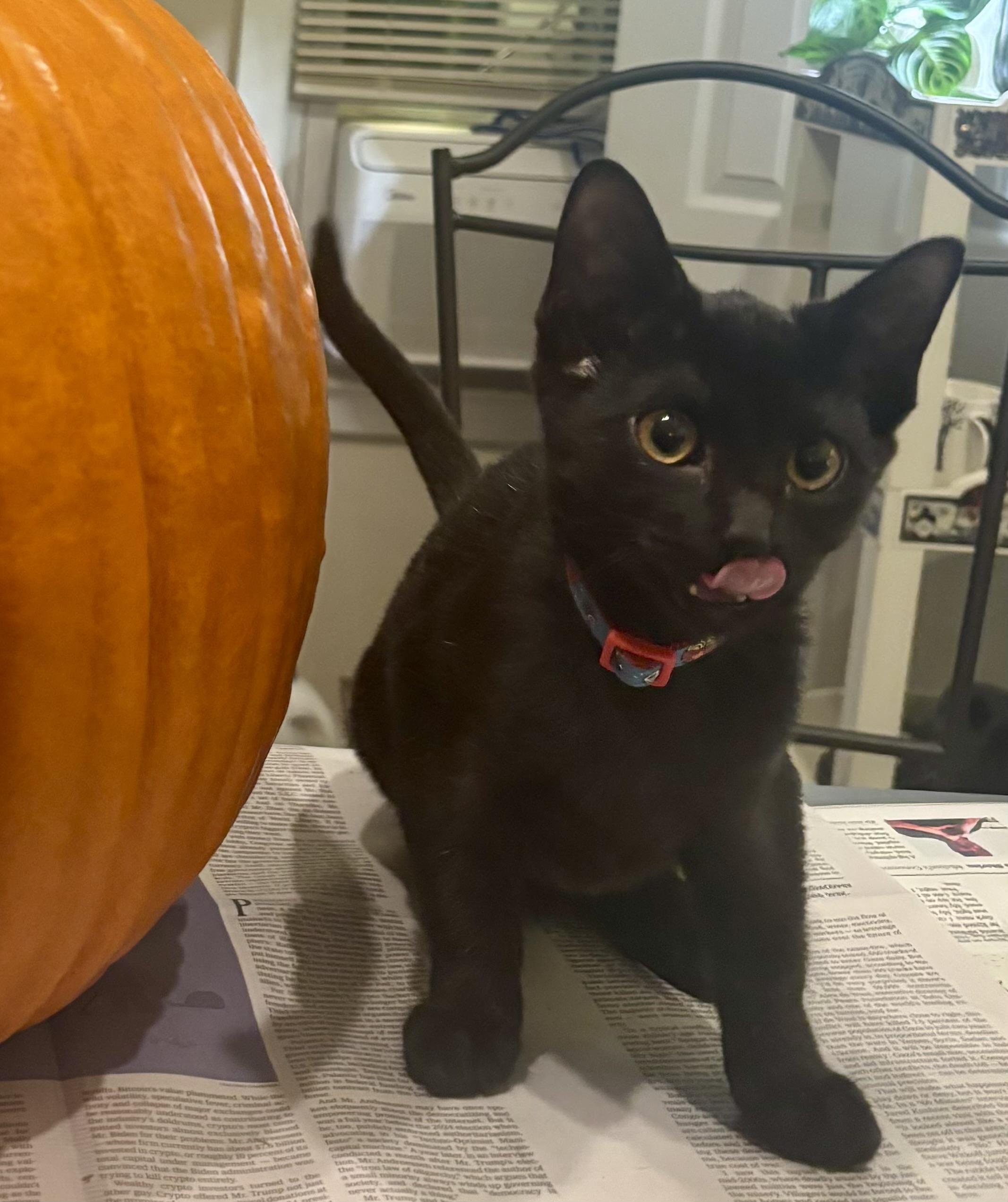 Enlarge Tiny Beans, a ADOPTABLE mixed breed in Red Bank, NJ image 5/5