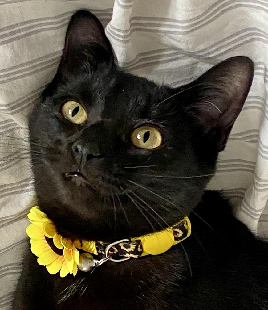 Enlarge Tiny Beans, a ADOPTABLE mixed breed in Red Bank, NJ image 2/5