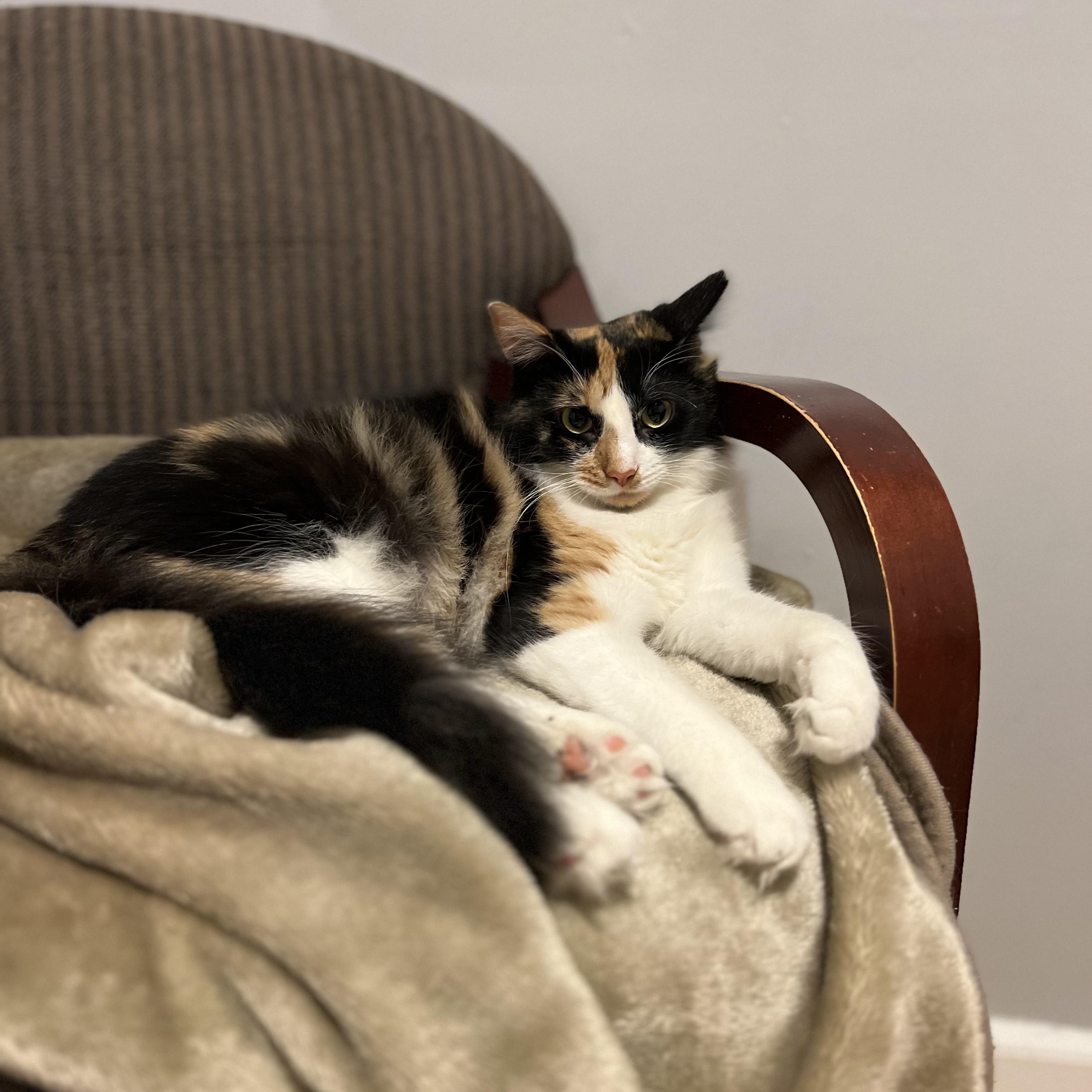 Enlarge Scarlett, a Adoptable Calico in Woodbridge, NJ image 3/4