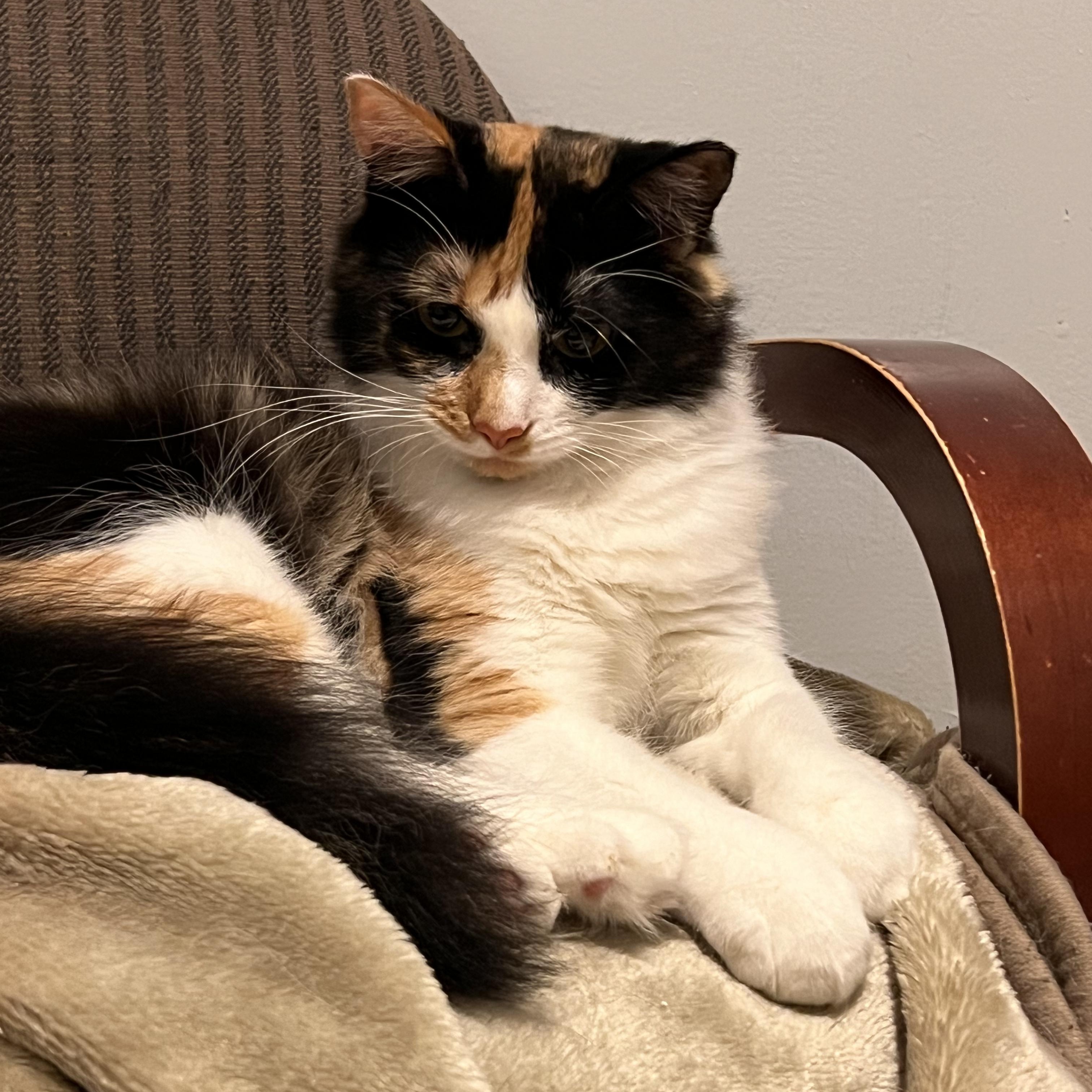 Enlarge Scarlett, a Adoptable Calico in Woodbridge, NJ image 1/4