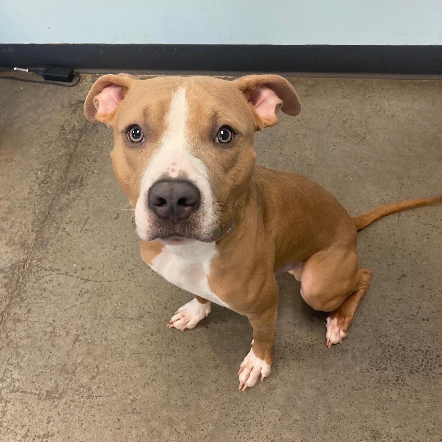 Calico, an adopted Mixed Breed in Mishawaka, IN image 2/5