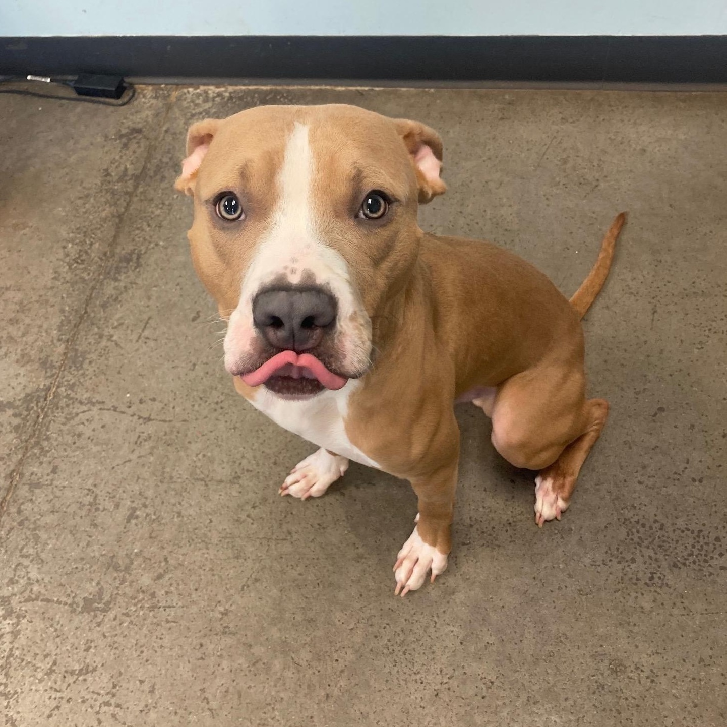 Calico, an adopted Mixed Breed in Mishawaka, IN image 3/5