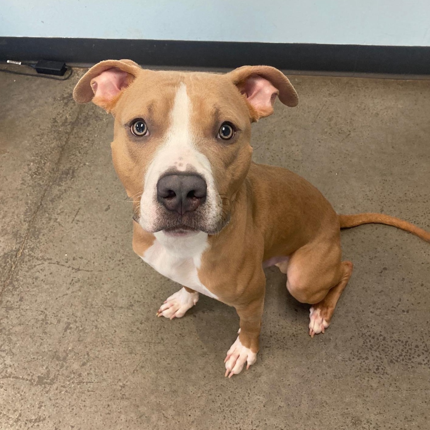 Calico, an adopted Mixed Breed in Mishawaka, IN image 4/5