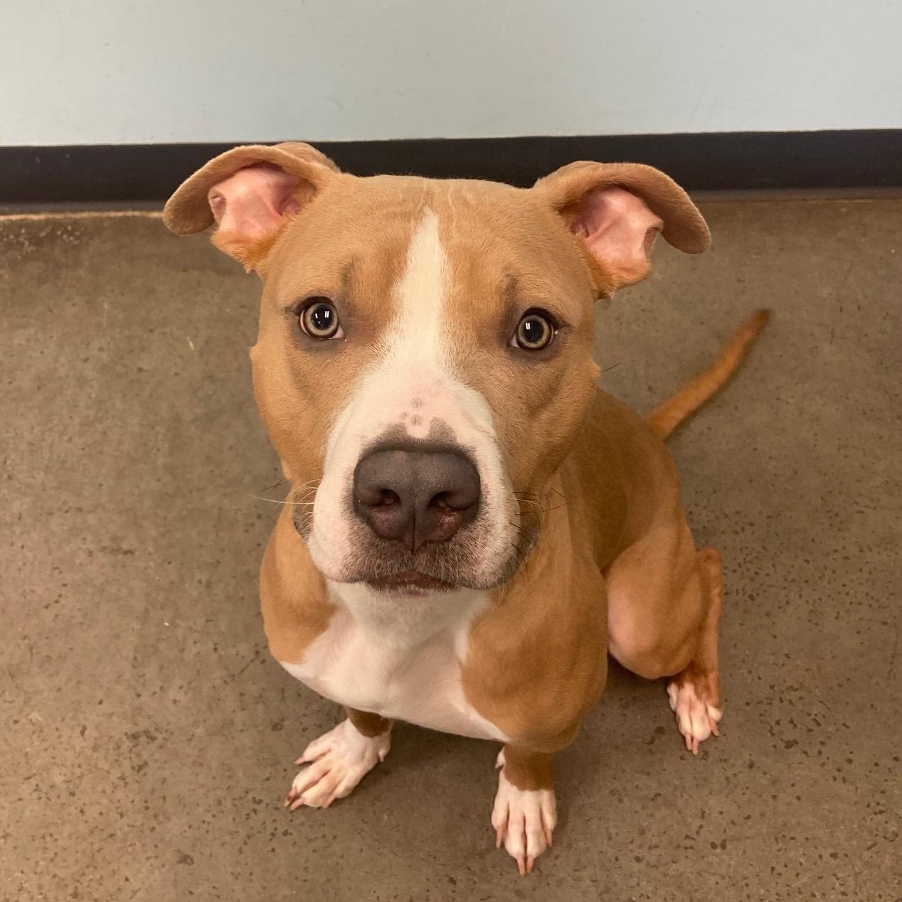 Calico, an adopted Mixed Breed in Mishawaka, IN image 5/5