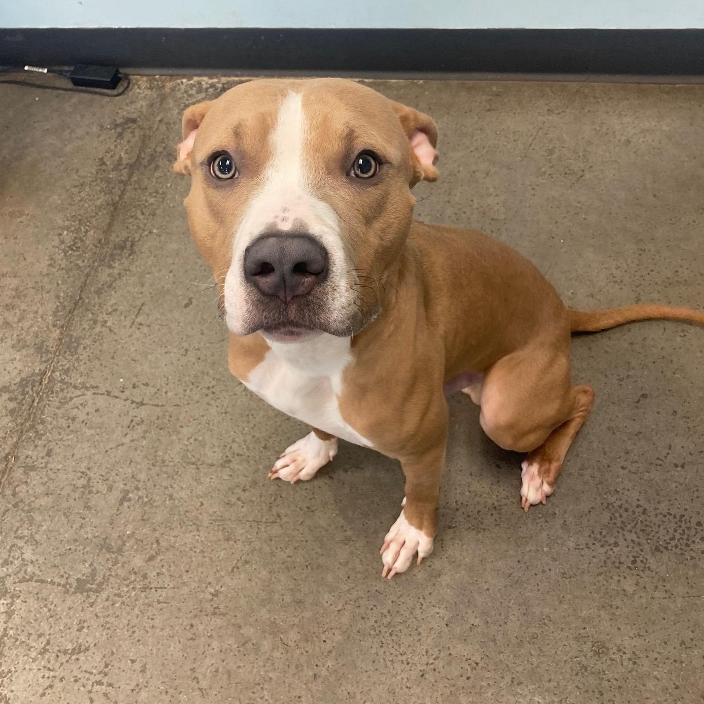 Calico, an adopted Mixed Breed in Mishawaka, IN image 1/5