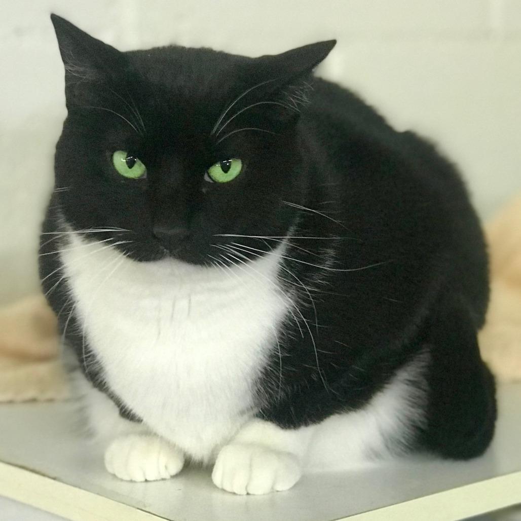 Oreo, ADOPTABLE, Adult Female Domestic Short Hair.