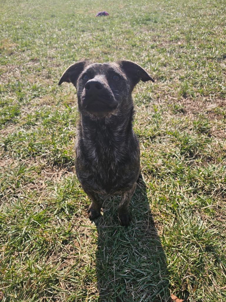 Rusalka- Adoptable, a Adoptable Mountain Cur in Chickamauga , GA image 2/5