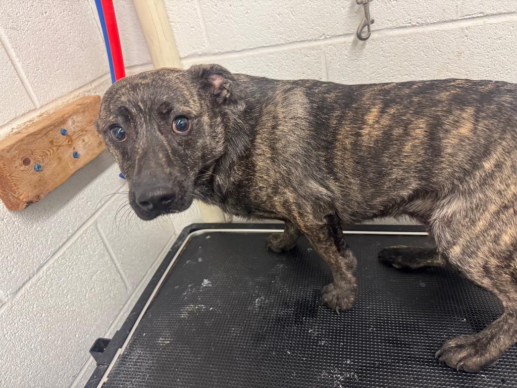 Rusalka- Adoptable, a Adoptable Mountain Cur in Chickamauga , GA image 1/4