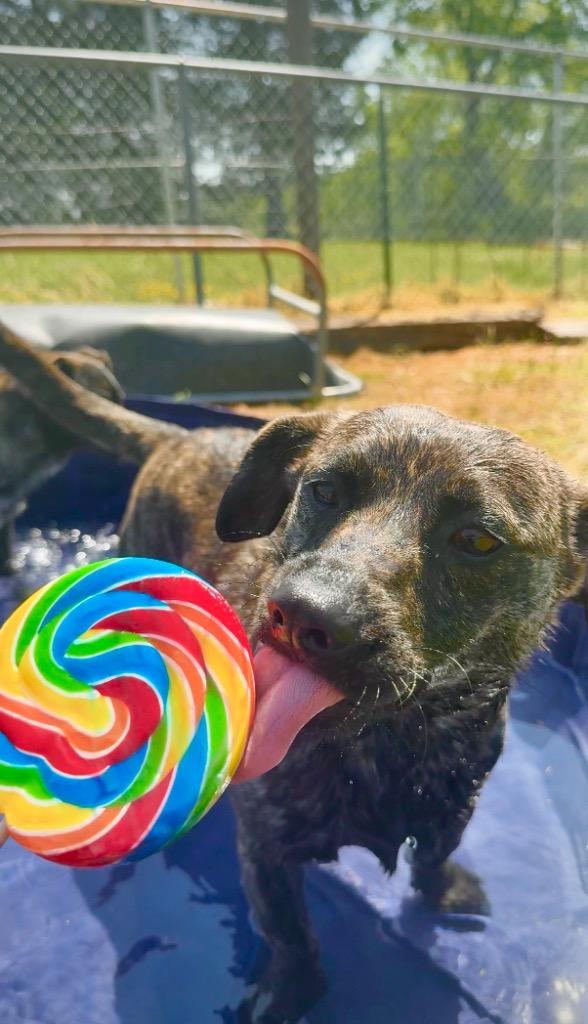 Enlarge Rusalka- Adoptable, a Adoptable Mountain Cur in Chickamauga , GA image 3/5