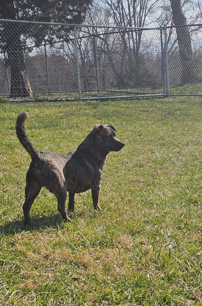 Rusalka- Adoptable, a Adoptable Mountain Cur in Chickamauga , GA image 3/4
