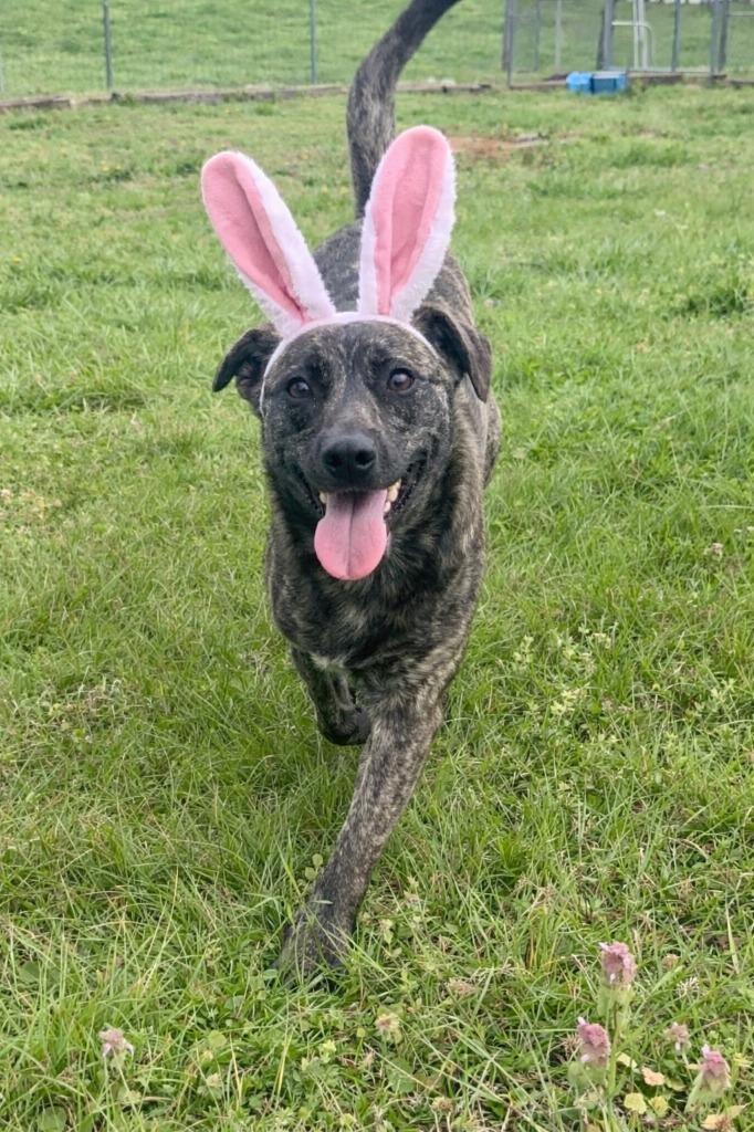 Enlarge Rusalka- Adoptable, a Adoptable Mountain Cur in Chickamauga , GA image 3/4