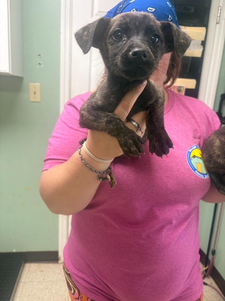 Rusalka- Adoptable, a Adoptable Mountain Cur in Chickamauga , GA image 4/4