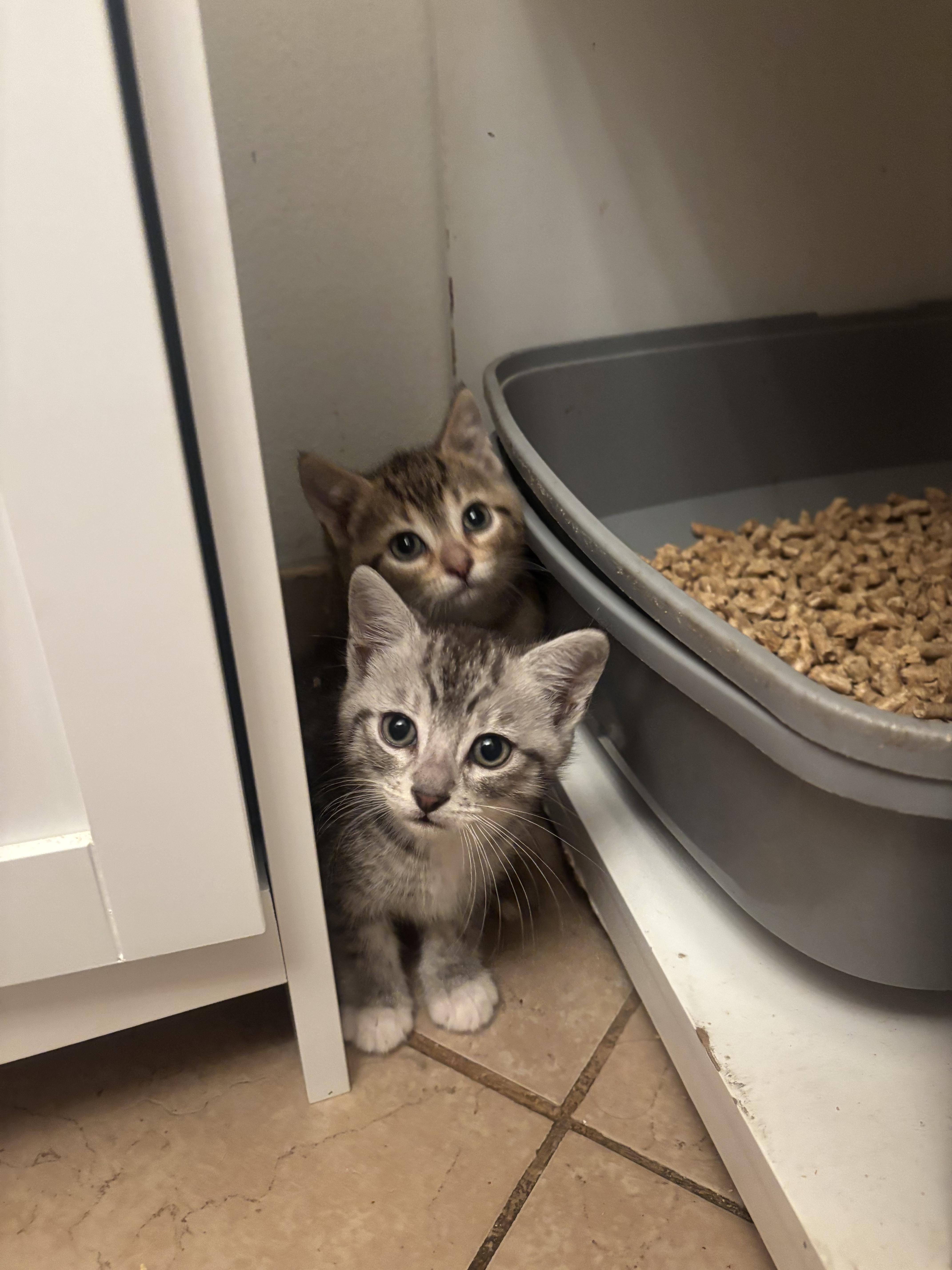 Roo, Adopted, Young Male Scottish Fold & Domestic Short Hair.