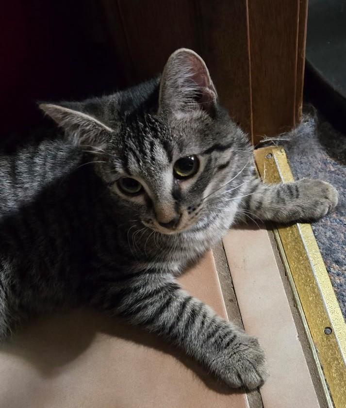 Enlarge Willow, a Adoptable mixed breed in Finlayson, MN image 2/2