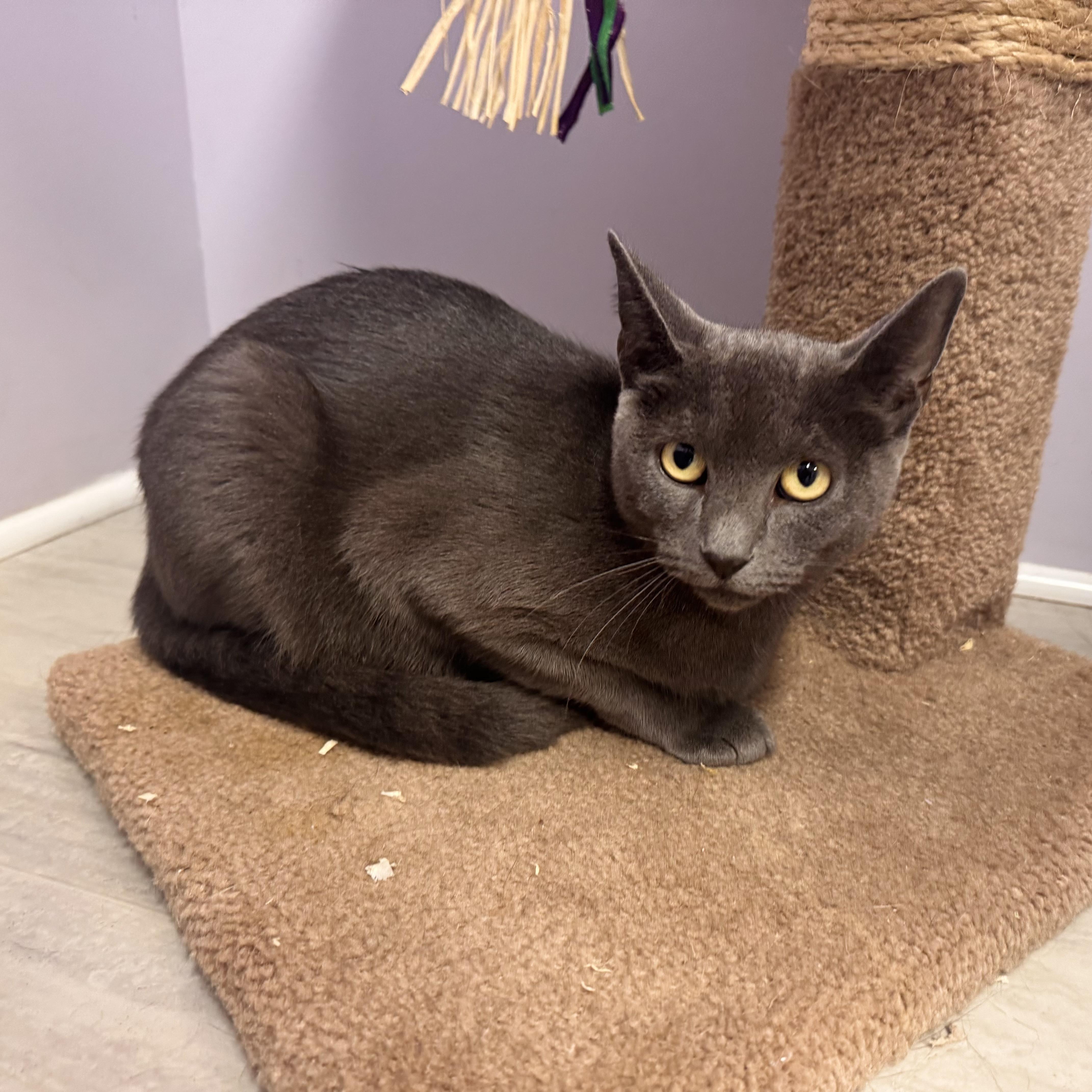 Duchess, Adoptable, Young Female Tabby.