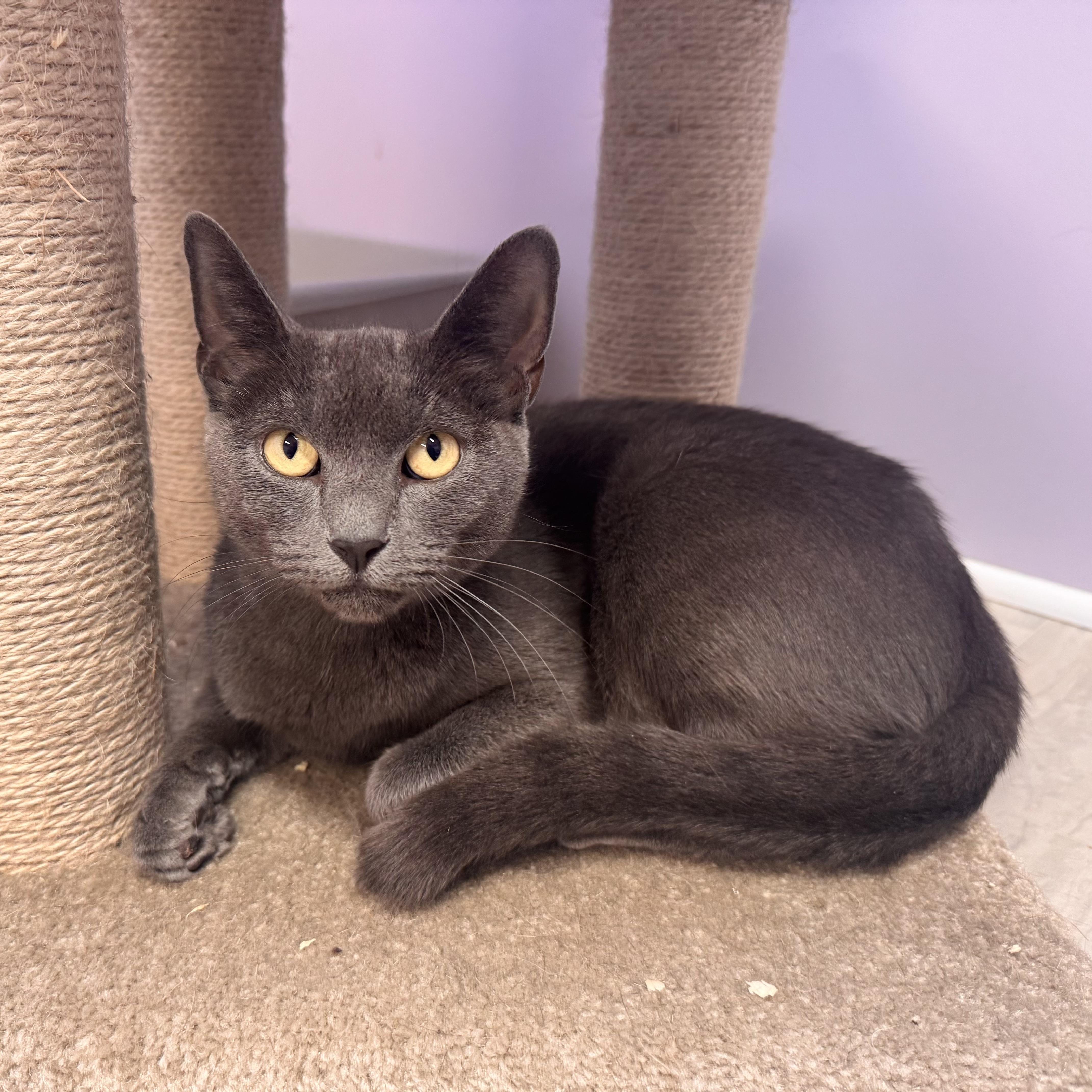 Enlarge Duchess, a Adoptable Tabby in East Northport, NY image 2/3