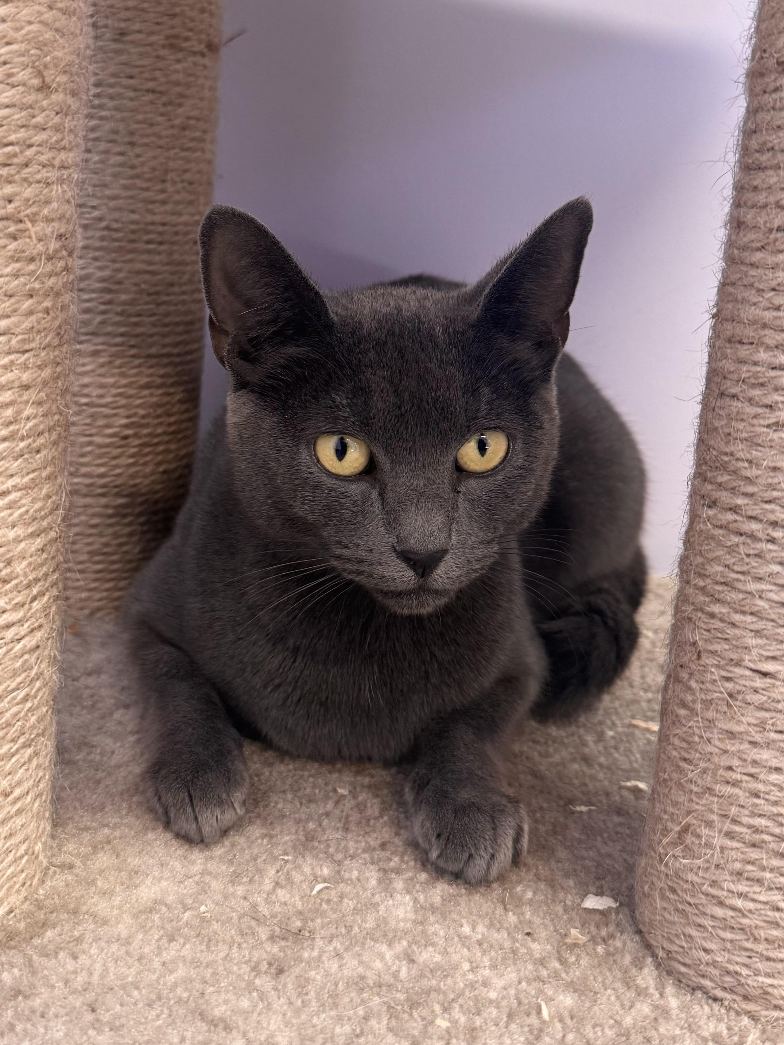 Enlarge Duchess, a Adoptable Tabby in East Northport, NY image 3/3