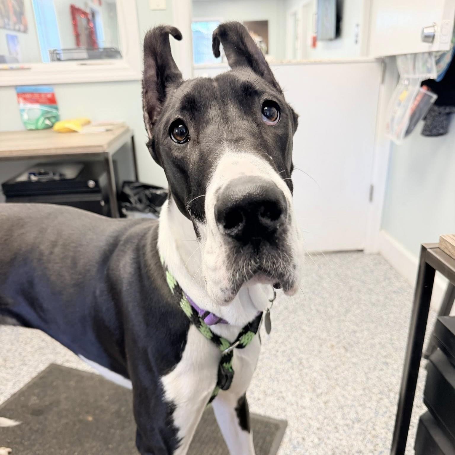 Enlarge Tiny, an adopted Great Dane in Phoenixville, PA image 5/6