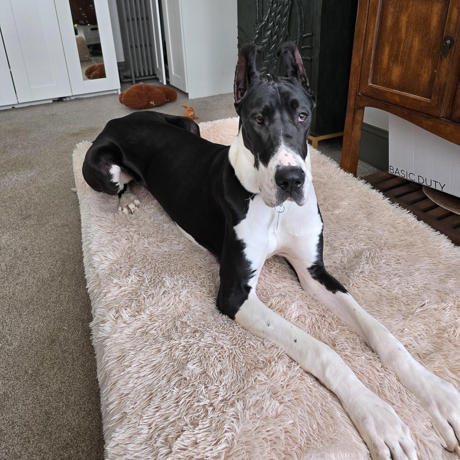 Enlarge Tiny, an adopted Great Dane in Phoenixville, PA image 4/6