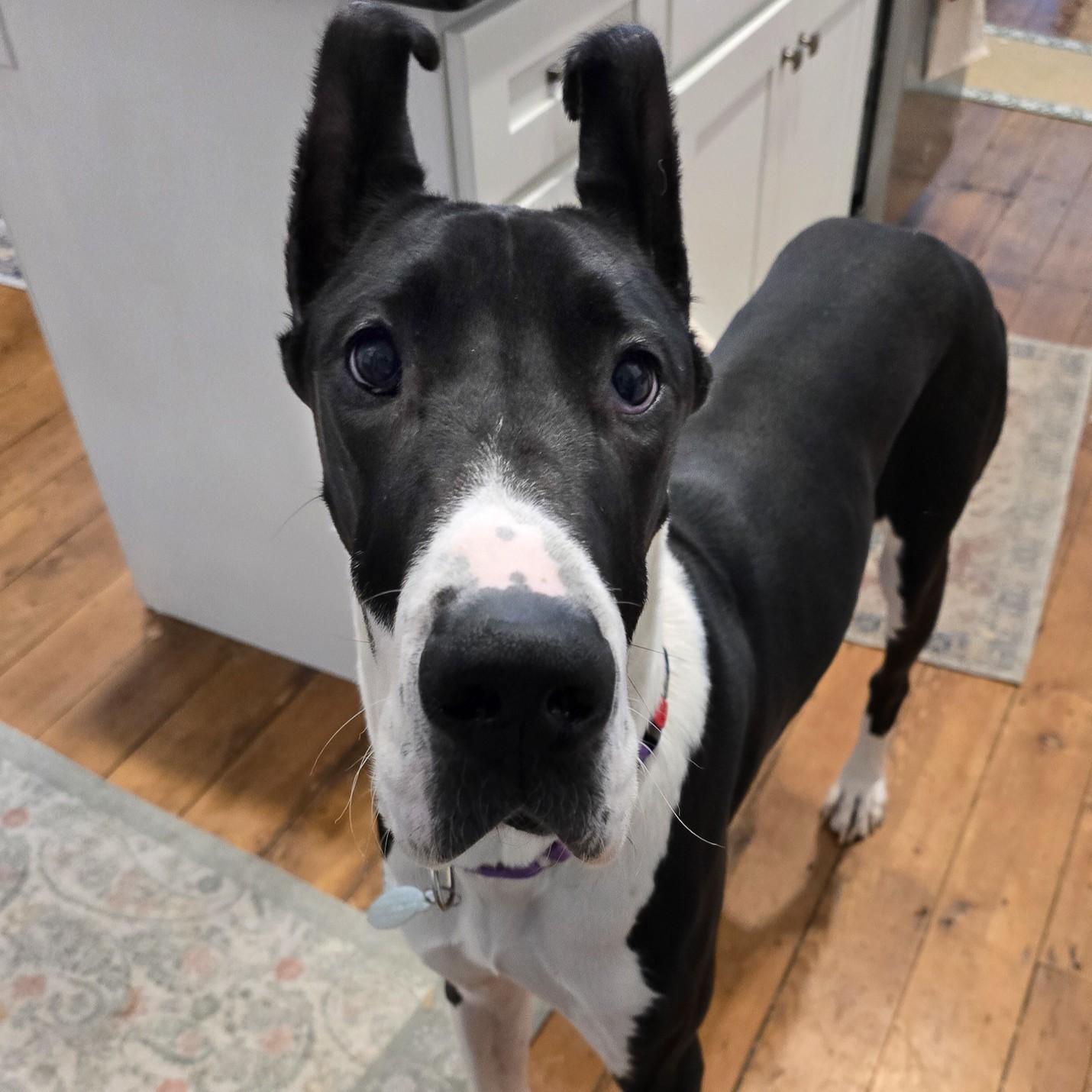 Enlarge Tiny, an adopted Great Dane in Phoenixville, PA image 2/6