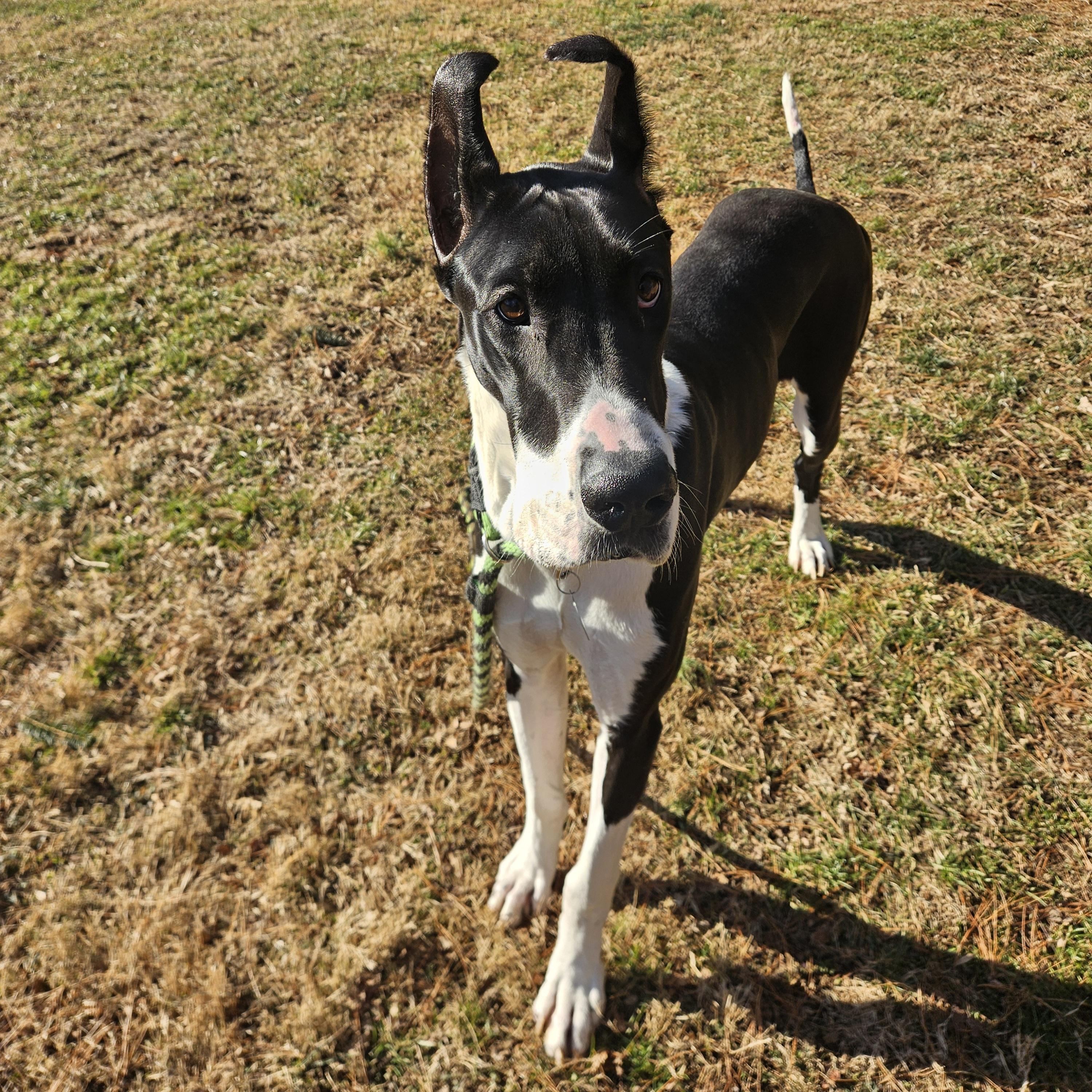 Enlarge Tiny, an adopted Great Dane in Phoenixville, PA image 3/6