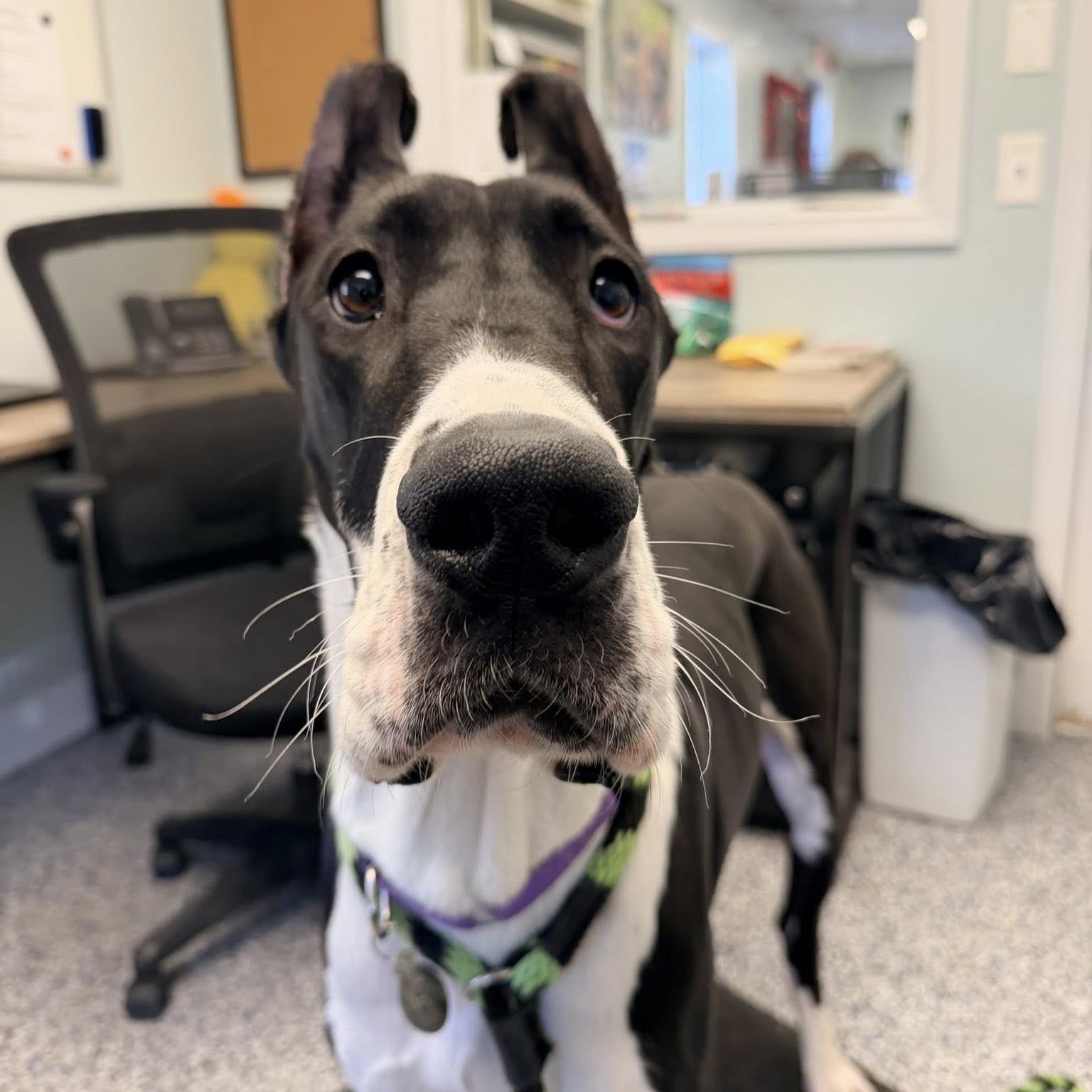 Enlarge Tiny, an adopted Great Dane in Phoenixville, PA image 6/6