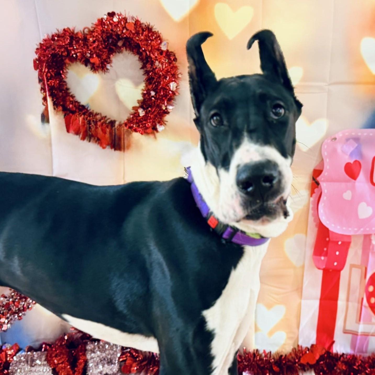 Enlarge Tiny, an adopted Great Dane in Phoenixville, PA image 1/6