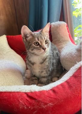 Enlarge Cado, an adopted Domestic Short Hair in Everett, WA image 2/2
