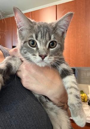 Cado, adopted, Kitten Male Domestic Short Hair.