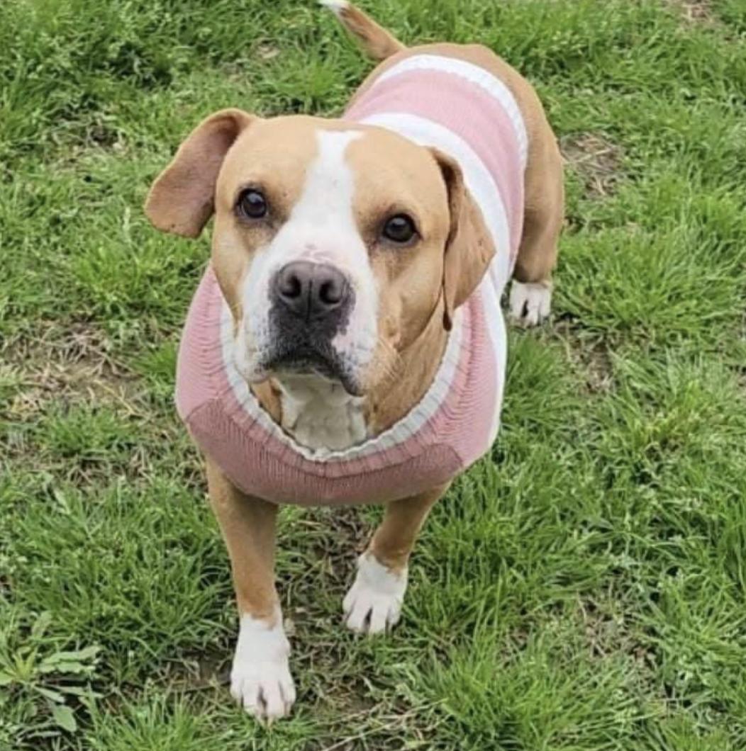 Dog for adoption Karli, a Mixed Breed in Hooksett, NH Petfinder