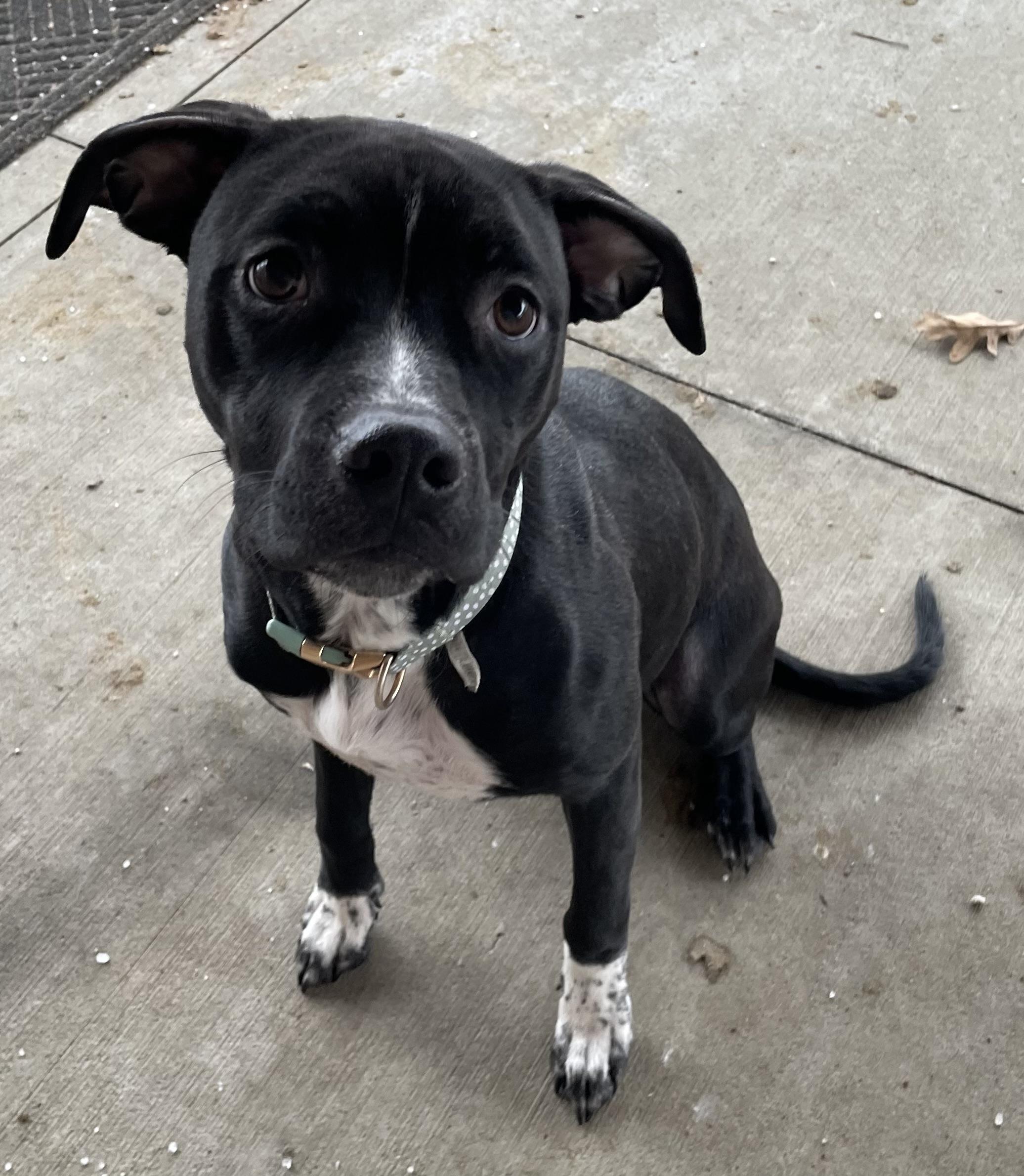 Misty AVAILABLE, ADOPTABLE, Young Female Terrier.