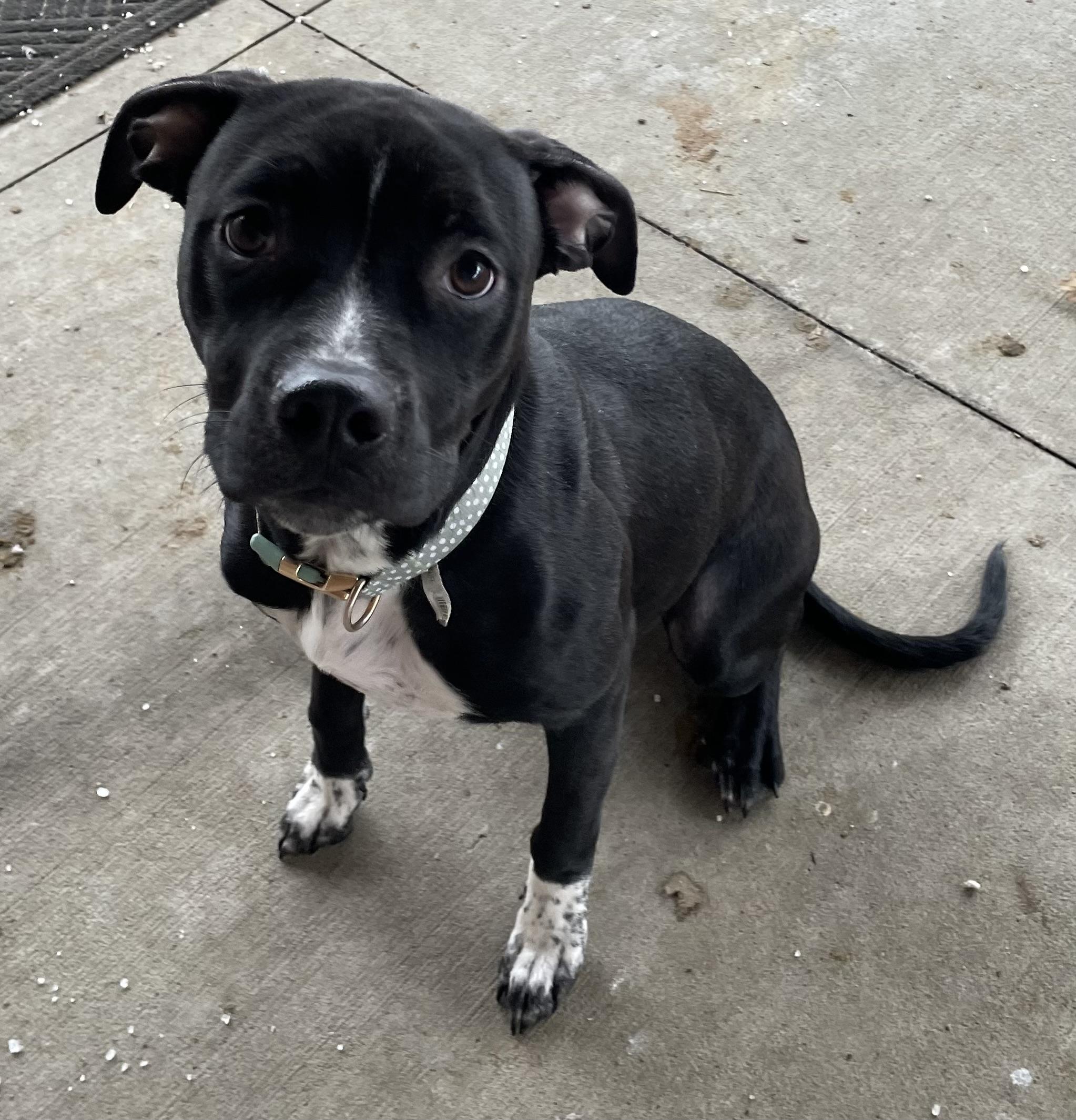 Enlarge Misty AVAILABLE, a ADOPTABLE Terrier in Canton, OH image 3/4