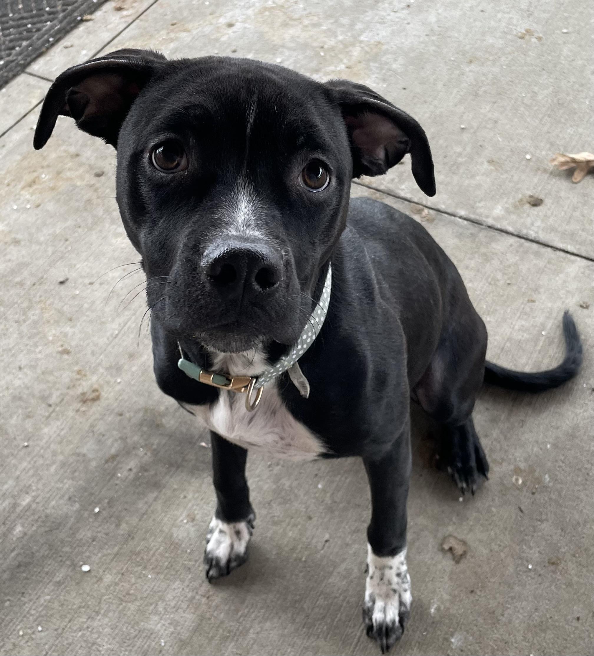 Enlarge Misty AVAILABLE, a ADOPTABLE Terrier in Canton, OH image 2/4