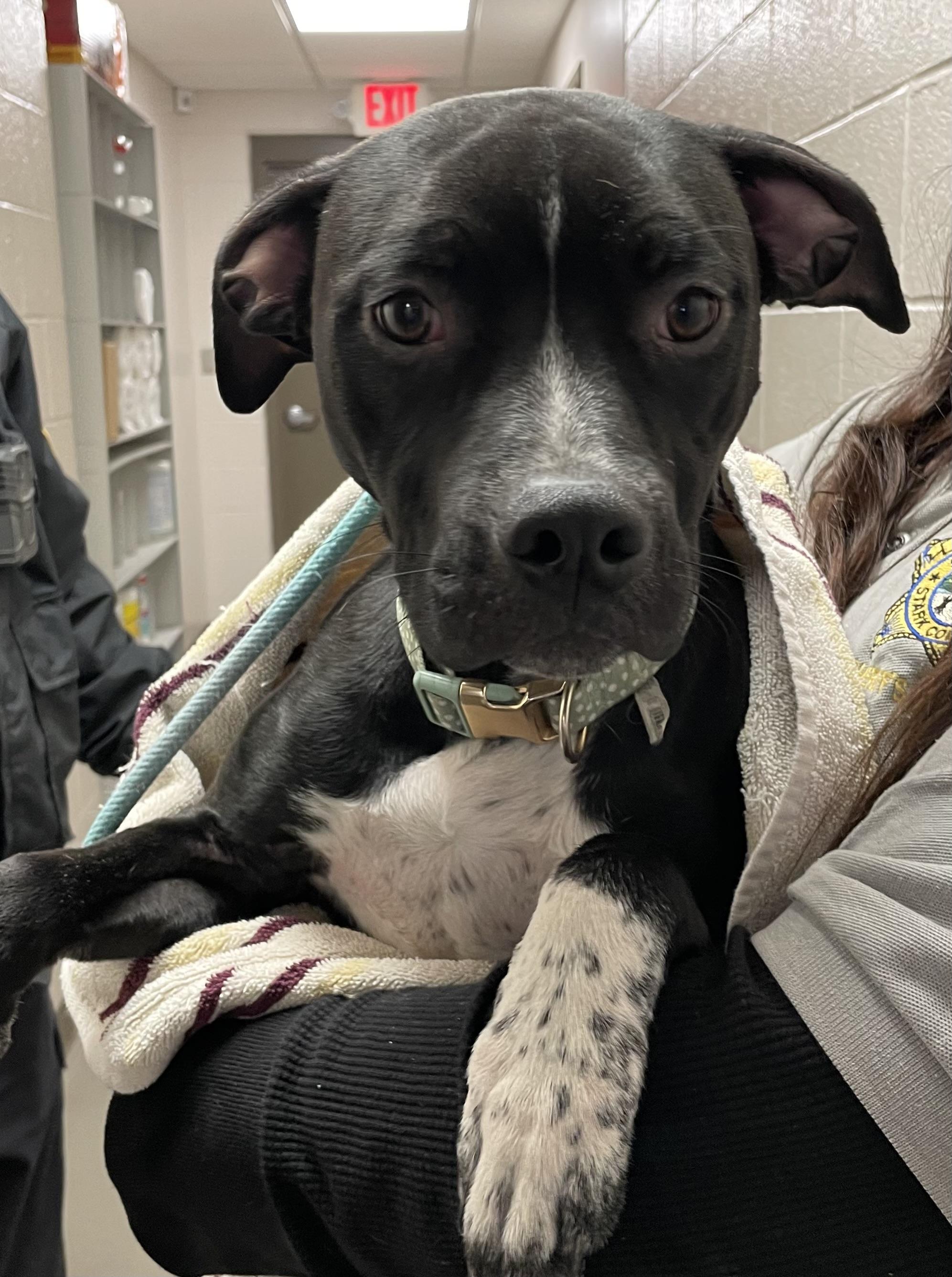 Enlarge Misty AVAILABLE, a ADOPTABLE Terrier in Canton, OH image 4/4