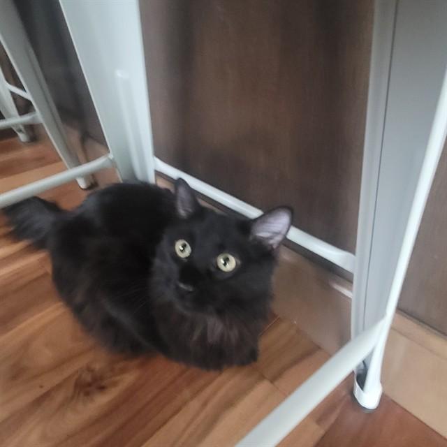 CLEO, Adoptable, Adult Female Domestic Long Hair.