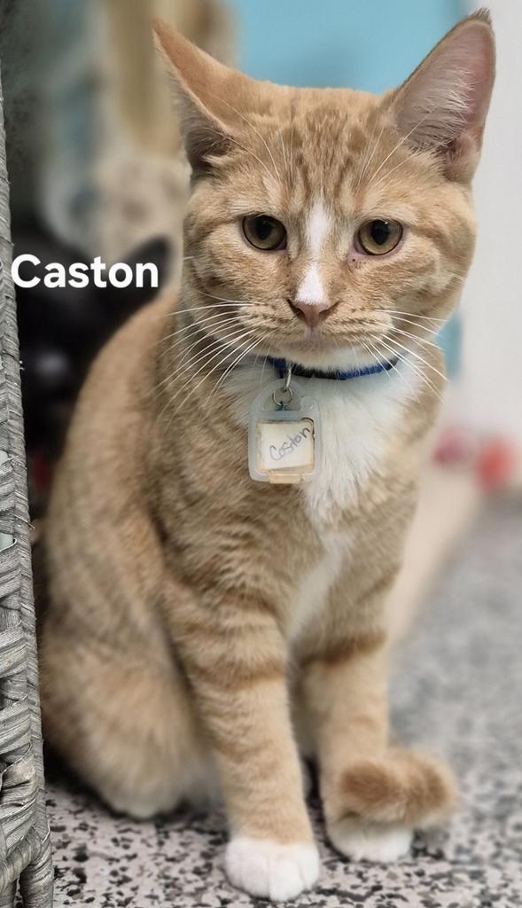 Caston, Adoptable, Young Male Domestic Short Hair.