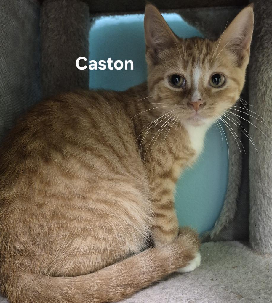 Enlarge Caston, a Adoptable mixed breed in Kendallville, IN image 2/2