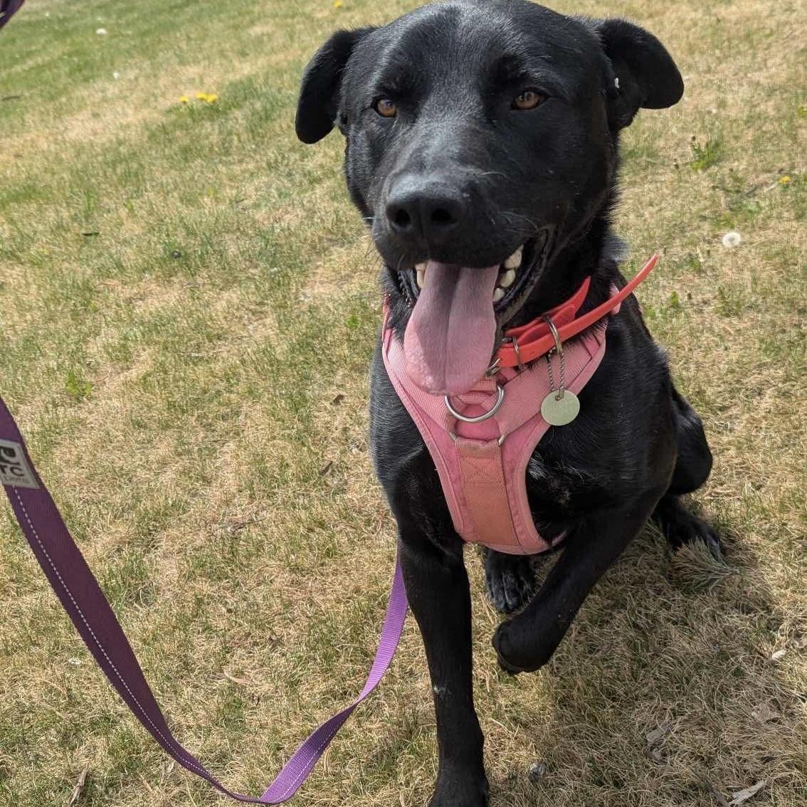 Vader, an adoptable Black Labrador Retriever in Edmonton, AB, T5Y 3N6 | Photo Image 3