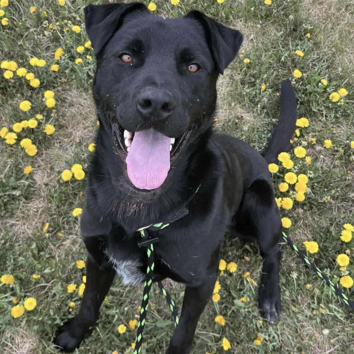 Vader, an adoptable Black Labrador Retriever in Edmonton, AB, T5Y 3N6 | Photo Image 6