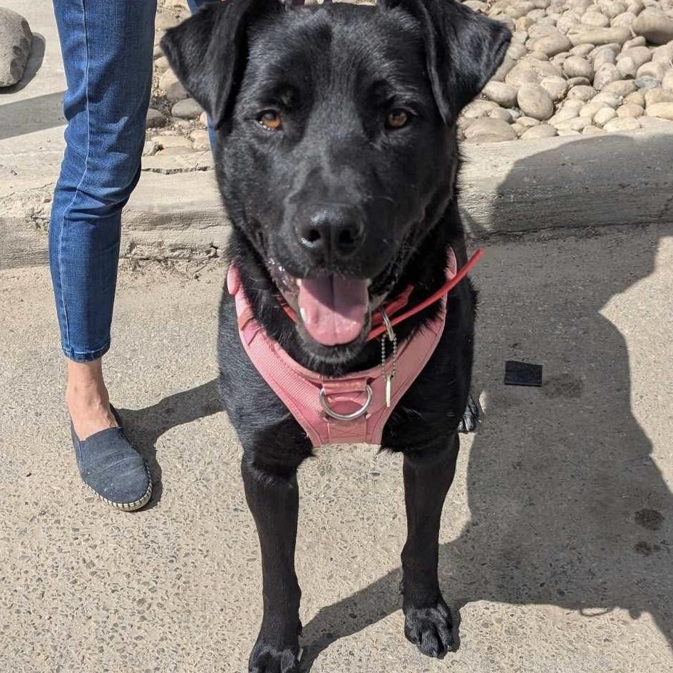 Vader, an adoptable Black Labrador Retriever in Edmonton, AB, T5Y 3N6 | Photo Image 5