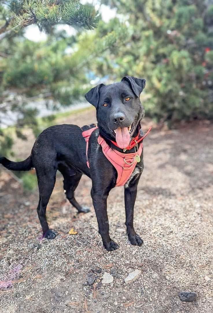 Vader, an adoptable Black Labrador Retriever in Edmonton, AB, T5Y 3N6 | Photo Image 4