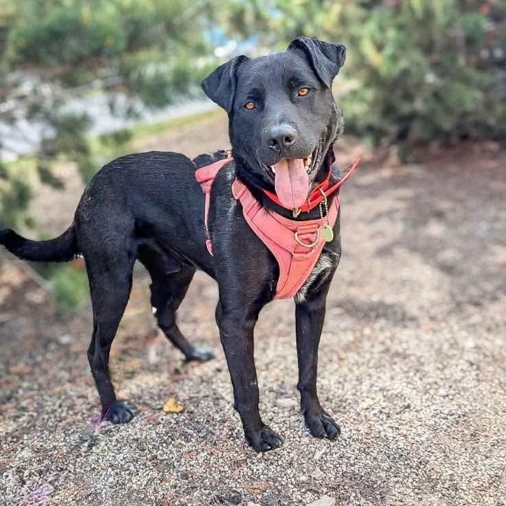 Vader, an adoptable Black Labrador Retriever in Edmonton, AB, T5Y 3N6 | Photo Image 4