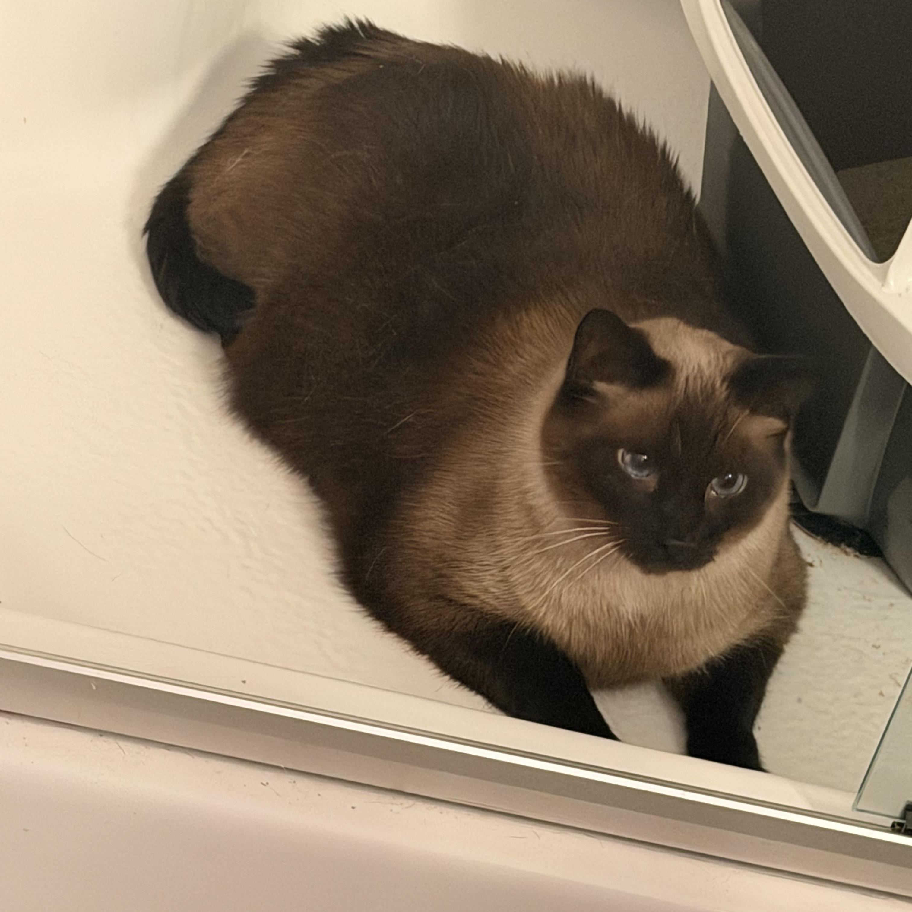 Enlarge Simon, an adopted Siamese in Louisville, KY image 5/6